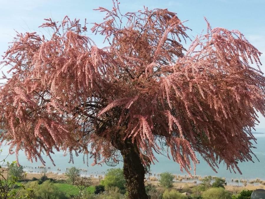B&B Torre Del Lago Trasimeno Пассиньяно-суль-Тразимено Экстерьер фото